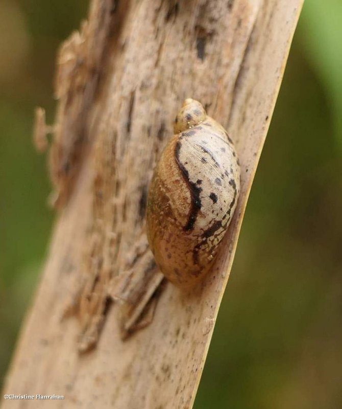 Amber Snail (Succineidae sp.)
