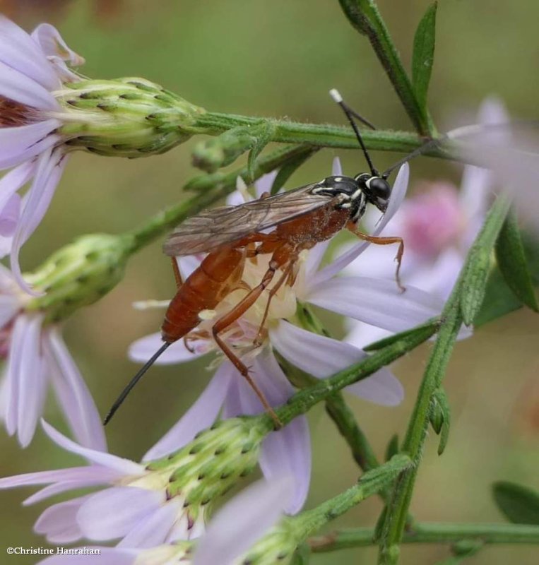 Ichneumonid wasp, female (Mesostenus thoracicus)