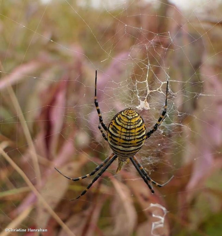 Banded garden spider (Argiope trifasciata), female