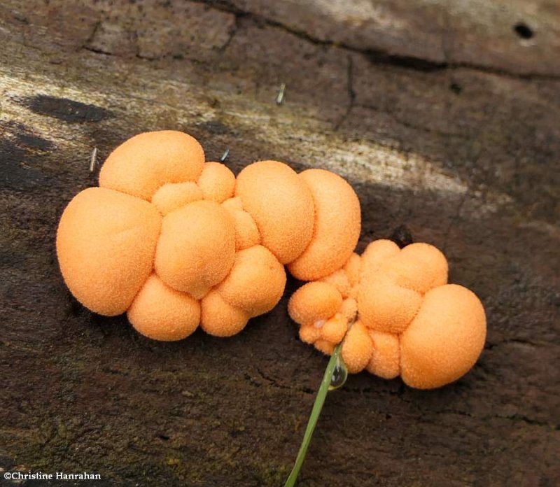 Wolf's milk slime mould (Lycogala epidendrum)