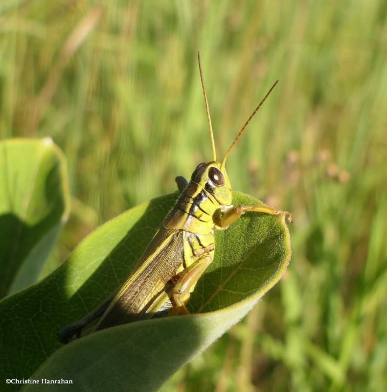 Grasshopper (Melanoplus bivittatus)