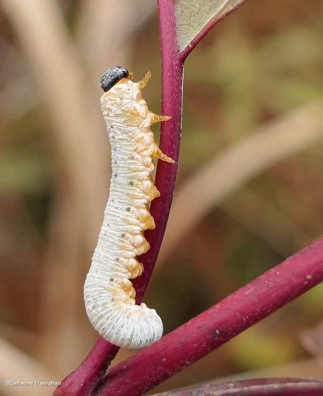 Sawfly larva (Macremphytus)? 