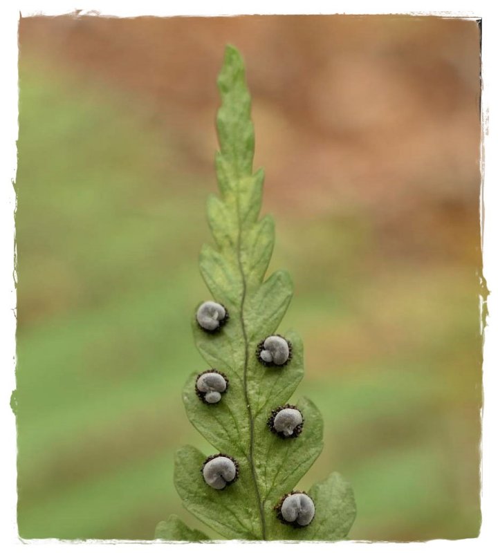 Wood fern