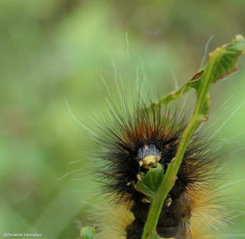 Virginian tiger moth caterpillar  (Spilosoma virginica), #8137