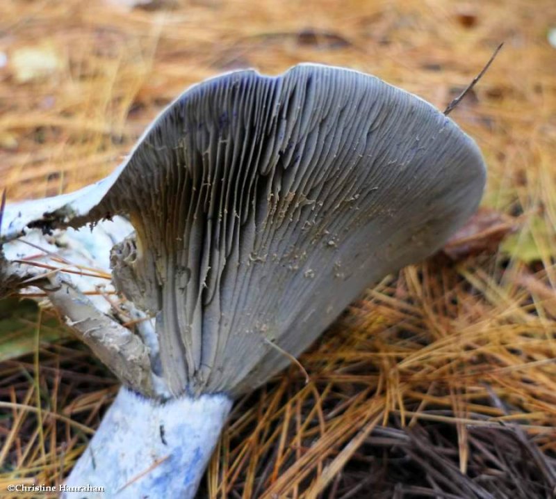 Indigo milk cap mushroom  (Lactarius indigo)