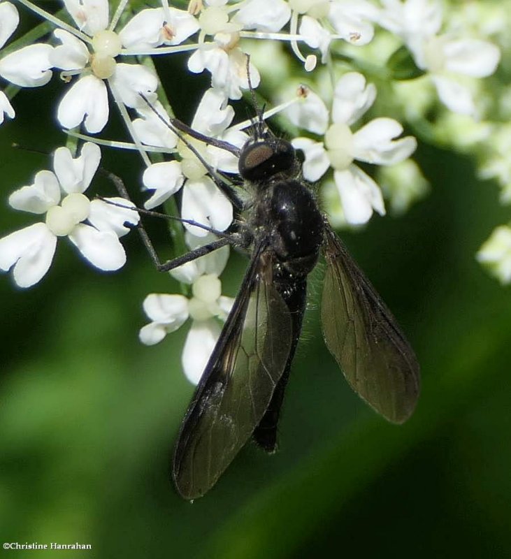 Bee fly (Thevenetimyia funesta)