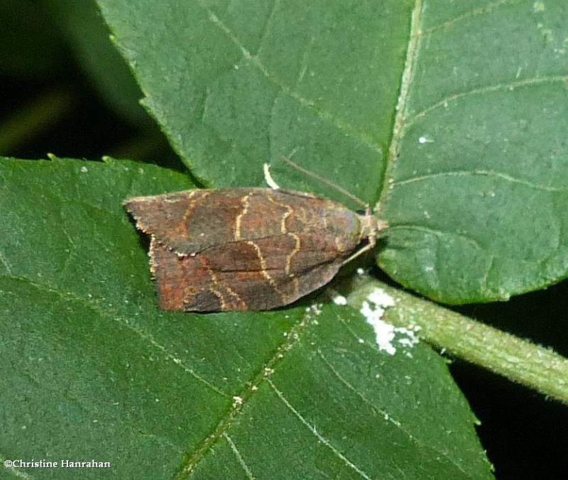 Green aspen leaftier moth (Pandemis canadana), #3595