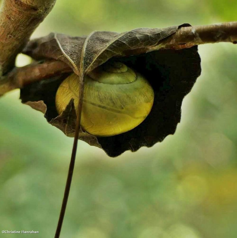 Snail  (Cepaea nemoralis)