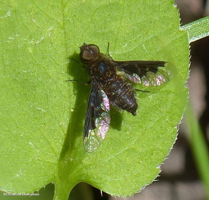 Bee fly (Hemipenthes webberi)