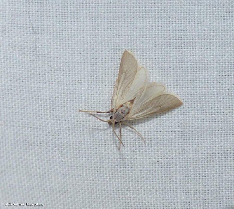 Water veneer moth (Acentria ephemerella), #5299