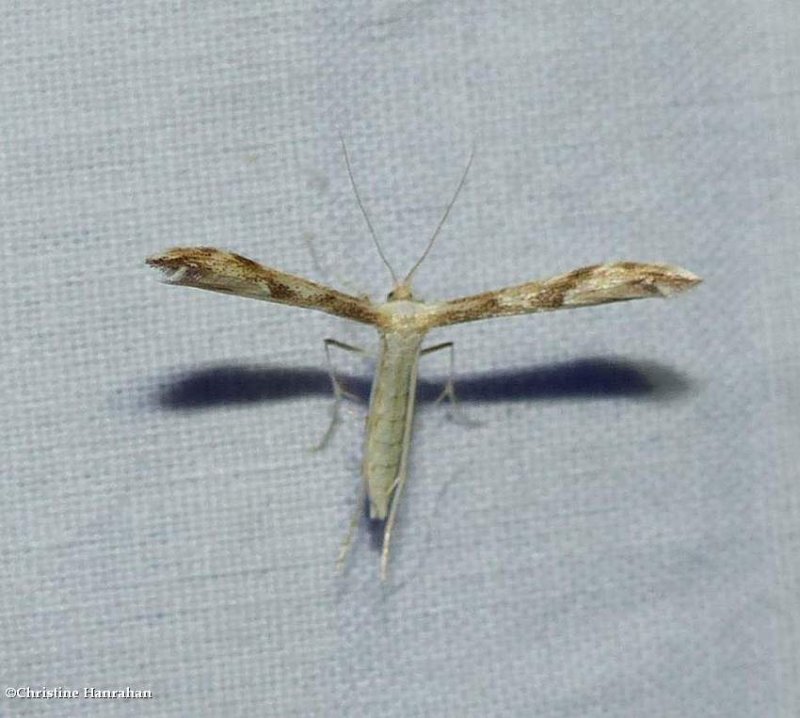 Plume moth (Adaina montanus), #6157