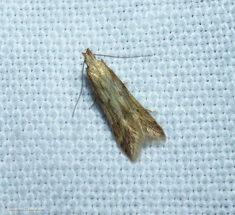 Burdock seedhead moth (Metzneria lappella), #1685