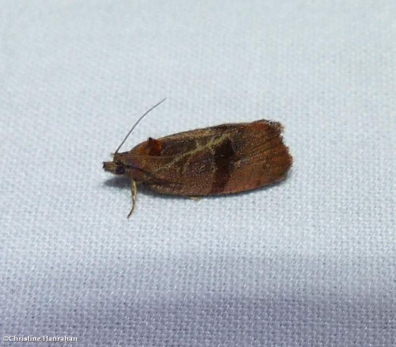 Spirea leaftier moth (Evora hemidesma), #2866