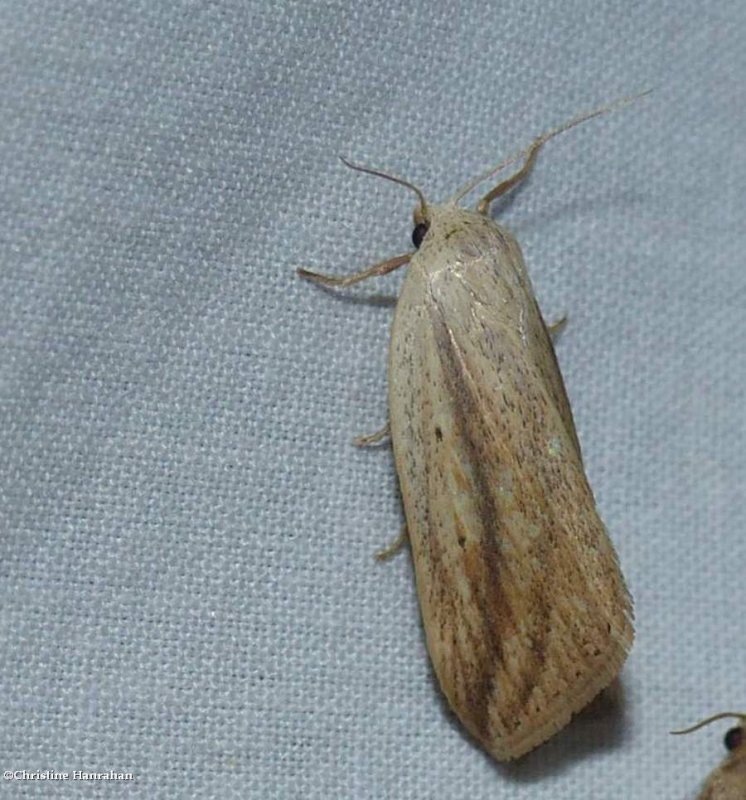 Feeble grass moth (Amolita fessa), #9818