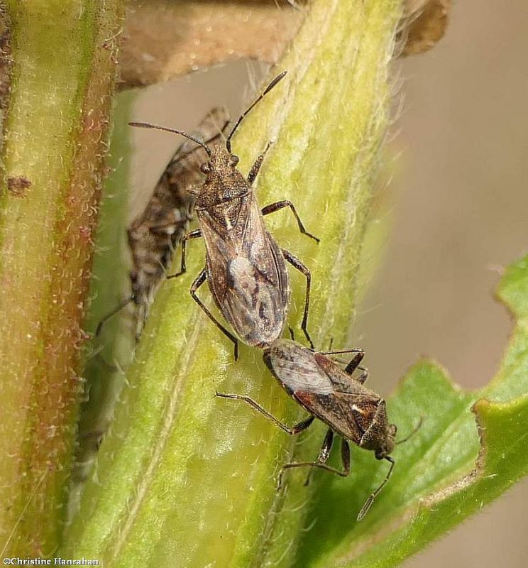 Seed bugs (Neortholomus scolopax)