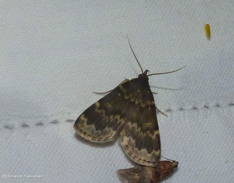 Glossy black idia moth (Idia lubricalis), #8334