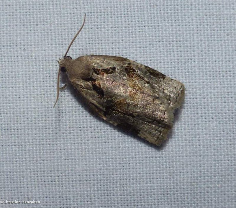 Gray archips moth (Archips grisea), #3660