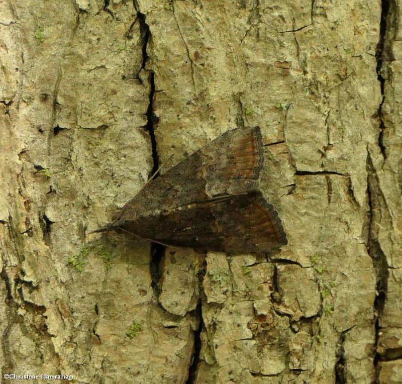 Green cloverworm moth (Hypena scabra), #8465