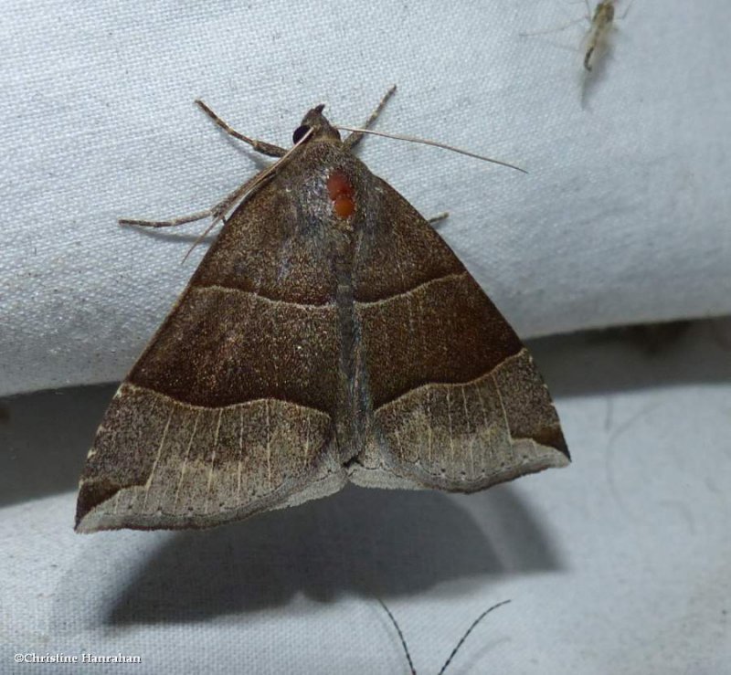 Maple looper moth  (Parallelia bistriaris), #8727