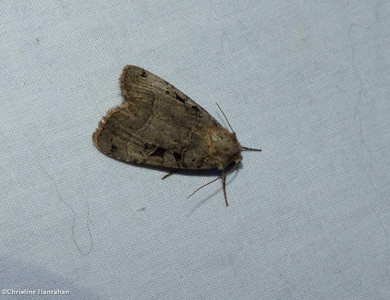 Norman's dart moth (Xestia normaniana), #10943
