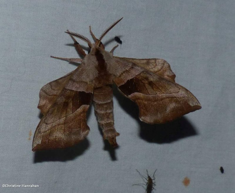 Walnut sphinx moth  (Amorpha juglandis), #7827