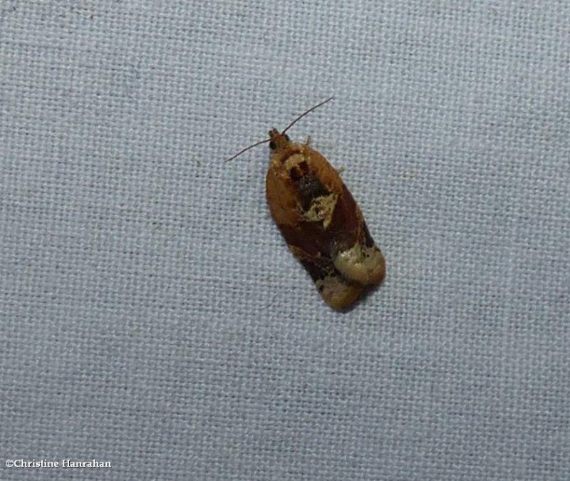Red-banded leafroller moth  (Argyrotaenia velutinana),   #3597