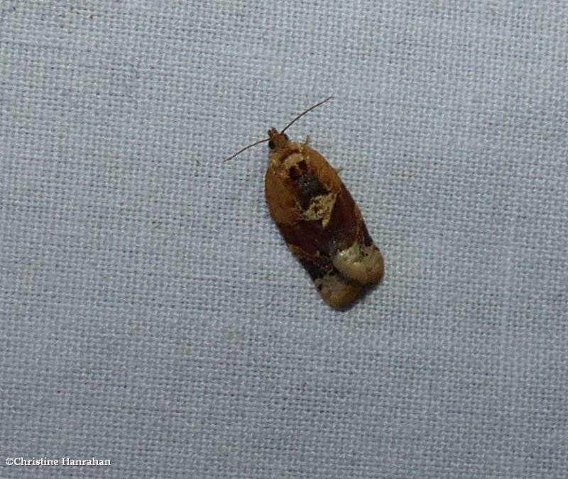 Red-banded leafroller moth (Argyrotaenia velutinana), #3597