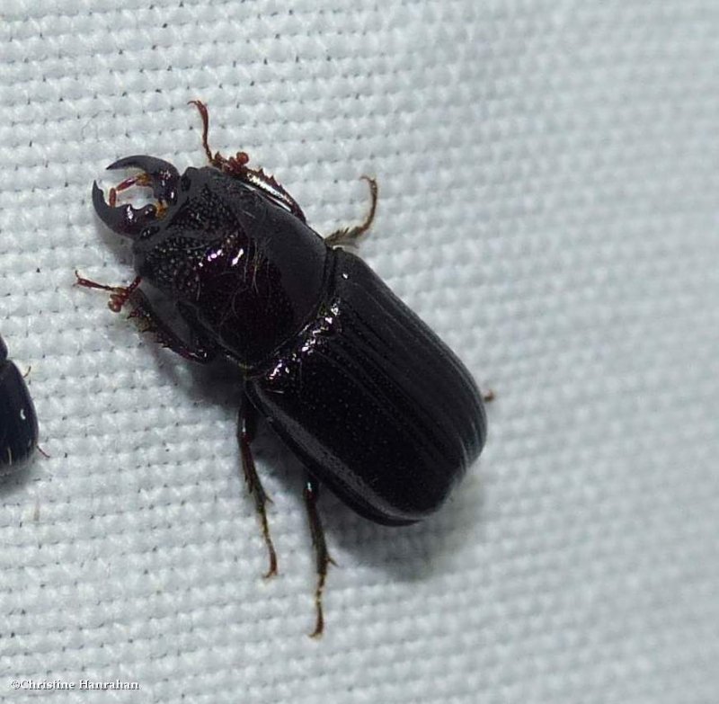 Stag beetle (<em>Ceruchus piceus</em>),  male