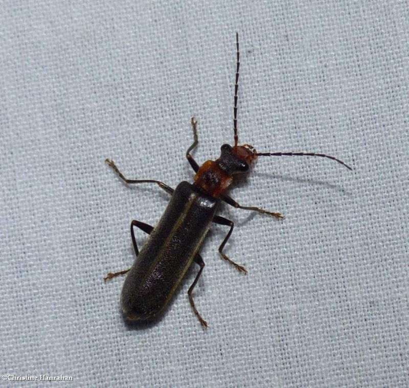 Soldier beetle (Dichelotarsus cinctipennis)