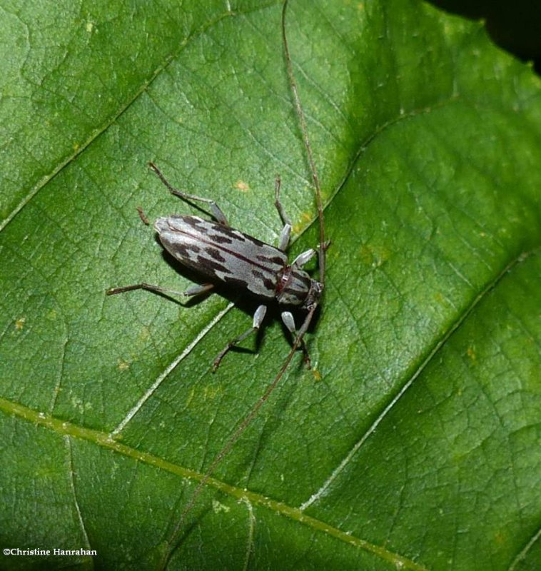 Longhorn beetle (Lepturges angulatus)