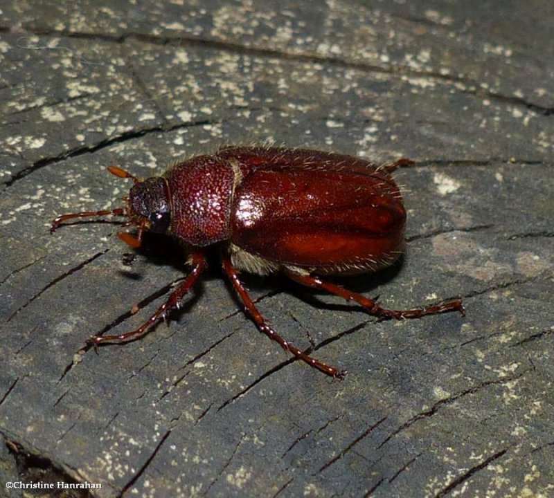 May beetle (Phyllophaga sp.)