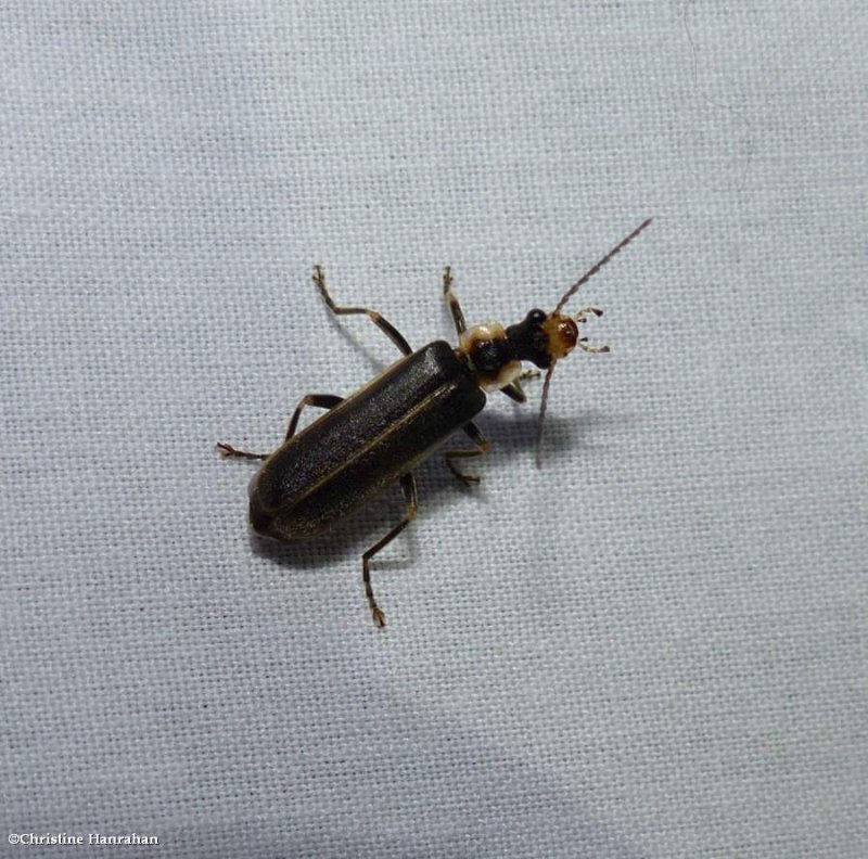 Soldier beetle (<em>Podabrus punctulatus</em>)