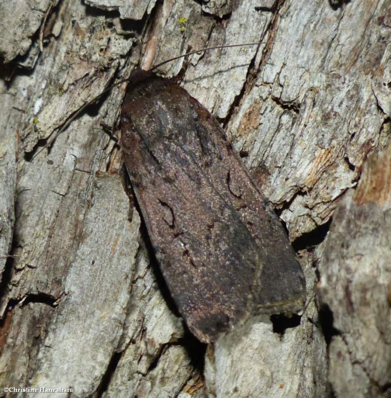 Clandestine dart moth (Spaelotis clandestina), #10926