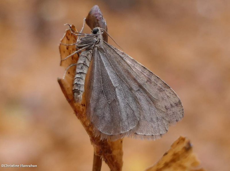 Bruce spanworm moth (Operophtera bruceata), #7437