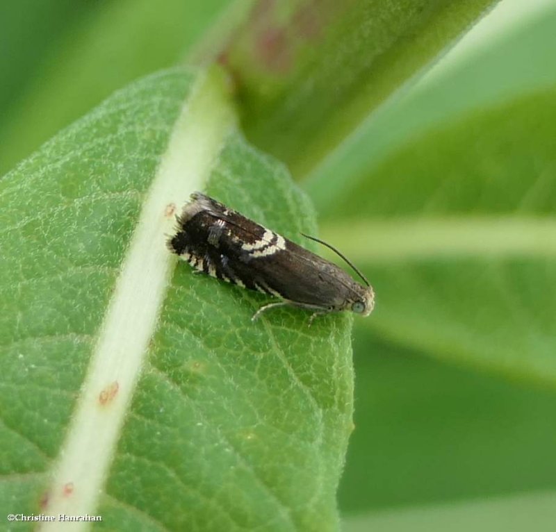 Clover head caterpillar moth (Grapholita interstinctana), #3439