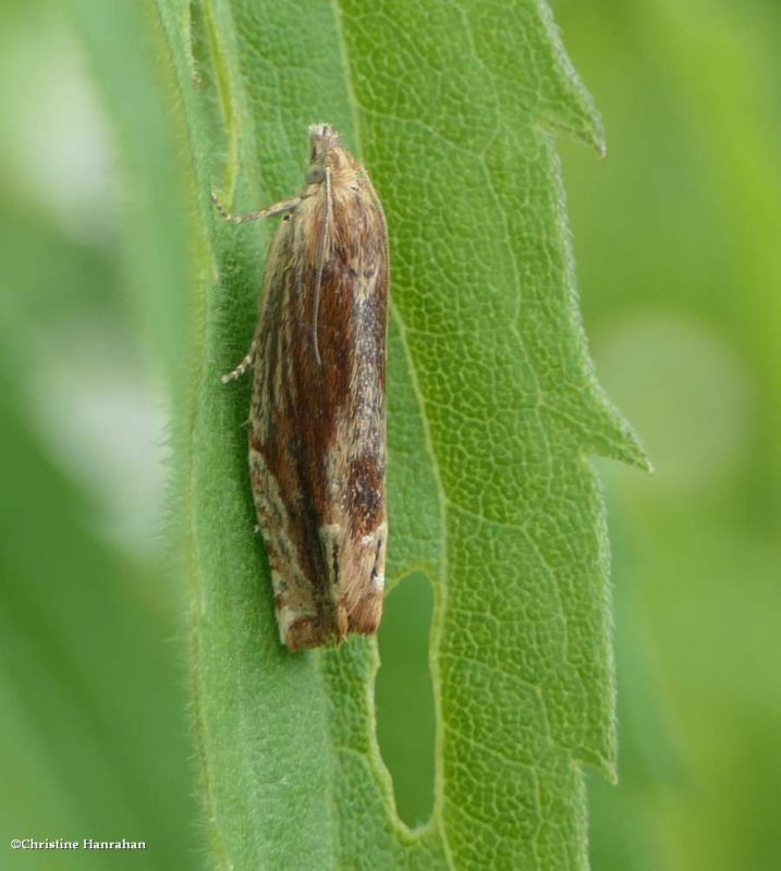 Tortricid leafroller moth (Eucosma radiatana), #2908