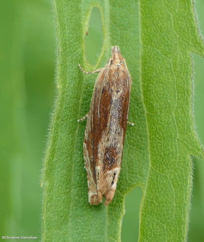 Tortricid leafroller moth (Eucosma radiatana), #2908