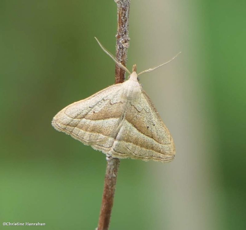 Slant-lined owlet moth (Macrochilo absorptalis), #8357