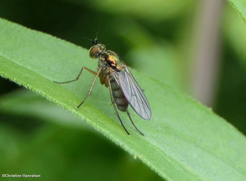 Long-legged fly  (Condylostylus)