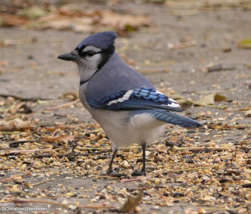 Blue jay