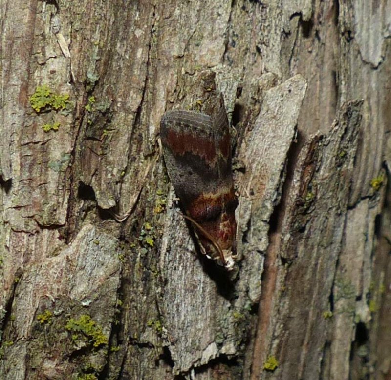 Hickory leafstem borer moth (<em>Acrobasis angusella</em>), #5673