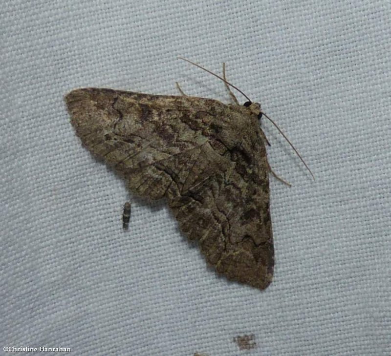 Hazel zale moth (Zale phaeocapna), #8698