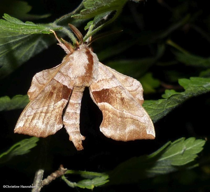Walnut sphinx moth  (Amorpha juglandis), #7827