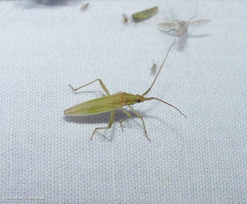 Plant bug (Stenodema trispinosum)