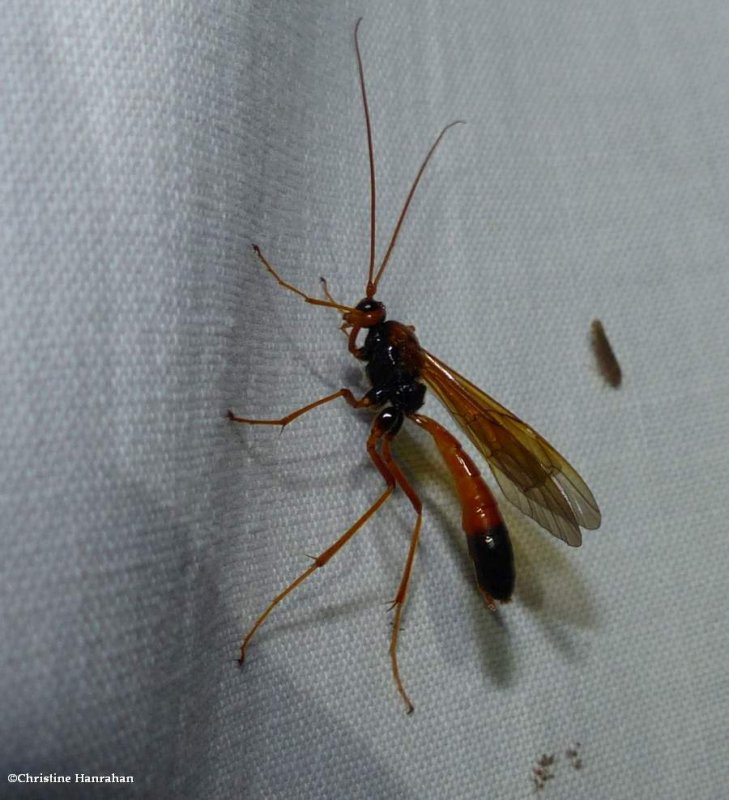 Ichneumonid wasp (Opheltes glaucopterus)