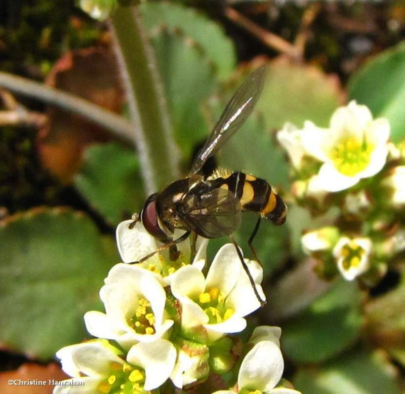 Hover fly (Parasyrphus sp.)