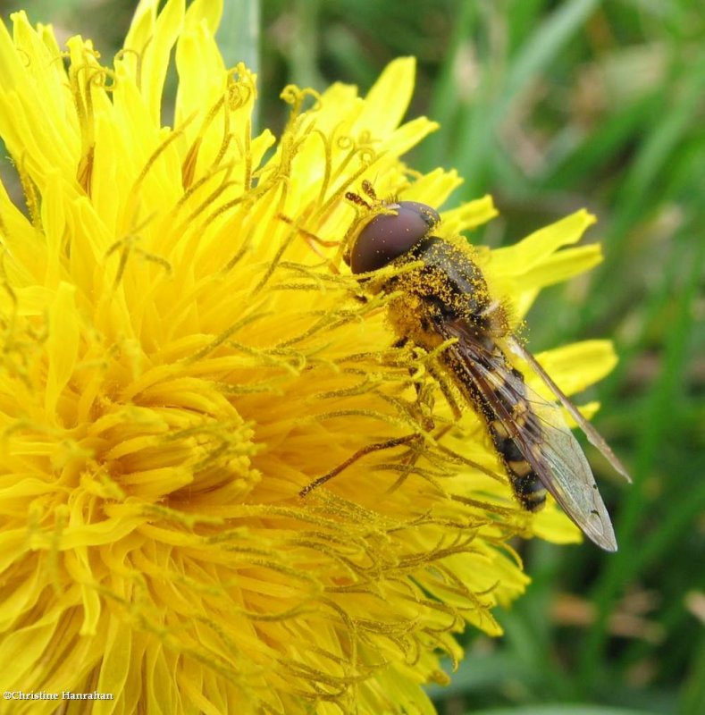 Hover fly (Lapposyrphus)?