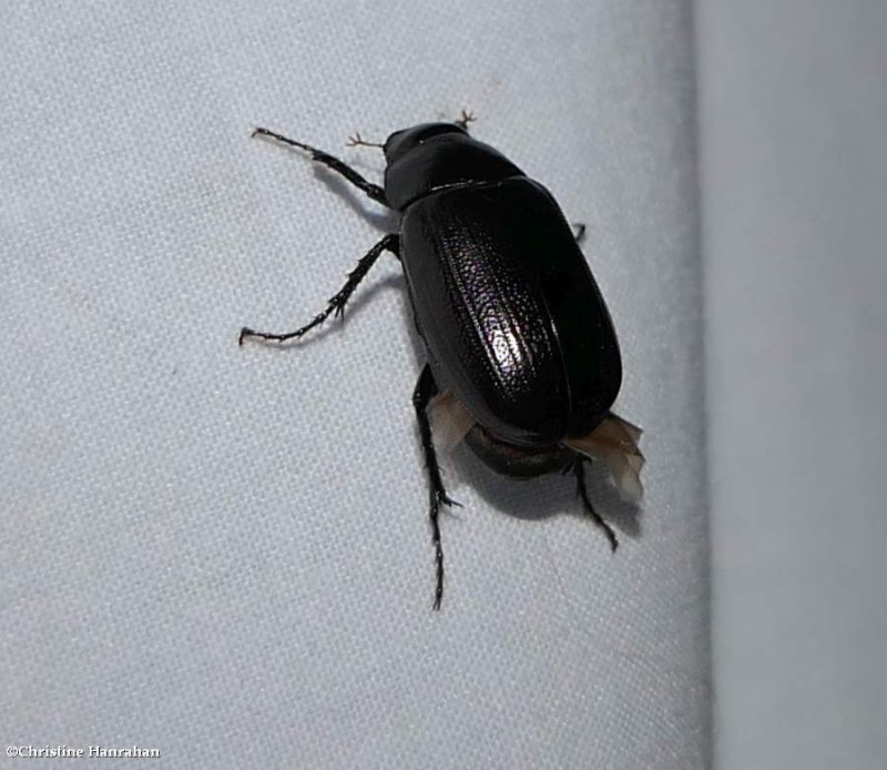 Scarab beetle (Diplotaxis tristis)