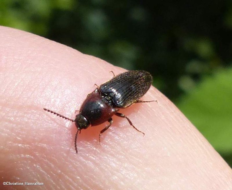 Click beetle (Ampedus mixtus)