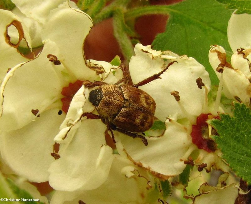Scarab beetle (Hoplia trifasciata)